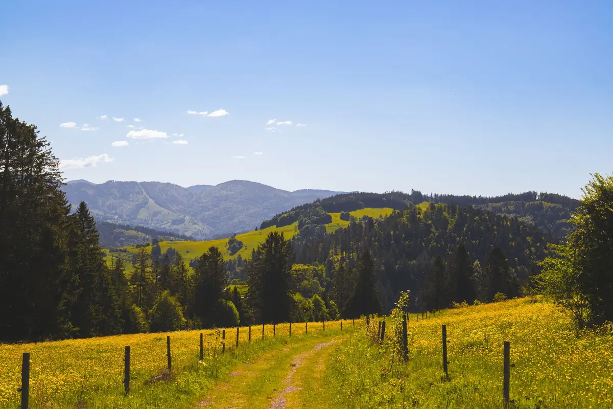 Blumenwiese und bewaldete Hügel im Schwarzwald